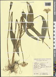 Allium ursinum L., Caucasus, Georgia (K4) (Georgia)