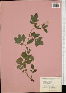 Cardamine amara L., Eastern Europe, Central region (E4) (Russia)