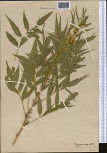 Datisca cannabina L., Middle Asia, Western Tian Shan & Karatau (M3)