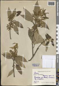 Quercus, South Asia, South Asia (Asia outside ex-Soviet states and Mongolia) (ASIA) (China)
