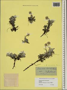 Antennaria caucasica Boriss., Caucasus, Stavropol Krai, Karachay-Cherkessia & Kabardino-Balkaria (K1b) (Russia)