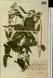 Urtica dioica var. holosericea Fr., Siberia, Yakutia (S5) (Russia)