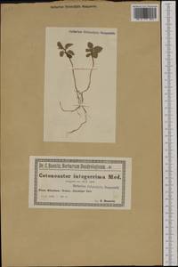 Cotoneaster integerrimus Medik., Western Europe (EUR) (Poland)