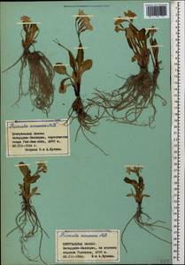 Primula amoena M. Bieb., Caucasus, Stavropol Krai, Karachay-Cherkessia & Kabardino-Balkaria (K1b) (Russia)