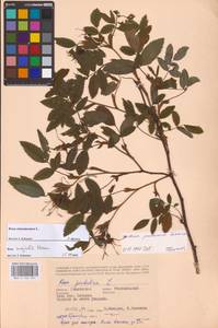 Rosa majalis Herrm., Eastern Europe, Western region (E3) (Russia)