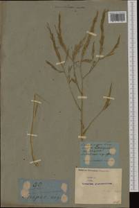 Brassica nigra (L.) W.D.J. Koch, Western Europe (EUR) (Not classified)