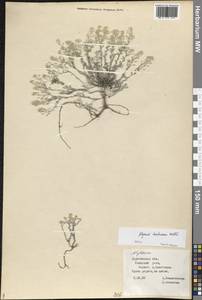 Odontarrhena tortuosa (Waldst. & Kit. ex Willd.) C.A.Mey., Eastern Europe, Lower Volga region (E9) (Russia)
