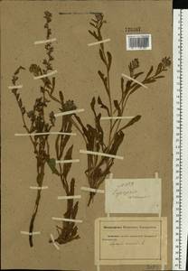 Lycopsis arvensis subsp. orientalis (L.) Kuzn., Eastern Europe, Rostov Oblast (E12a) (Russia)