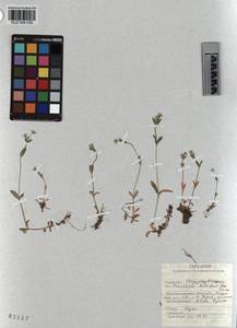 KUZ 004 539, Cerastium holosteoides Fries emend. Hyl., Siberia, Altai & Sayany Mountains (S2) (Russia)