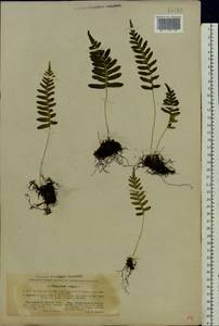 Polypodium vulgare L., Eastern Europe, North Ukrainian region (E11) (Ukraine)