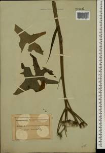 Sonchus palustris L., Eastern Europe, South Ukrainian region (E12) (Ukraine)