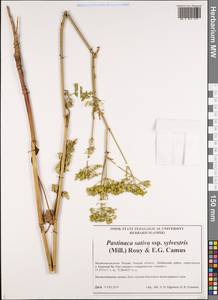Pastinaca sativa var. sylvestris (Mill.) DC., Siberia, Western Siberia (S1) (Russia)