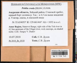 Pohlia cruda (Hedw.) Lindb., Bryophytes, Bryophytes - Russian Far East (excl. Chukotka & Kamchatka) (B20) (Russia)