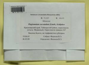 Plagiomnium curvatulum (Lindb.) Schljakov, Bryophytes, Bryophytes - Krasnoyarsk Krai, Tyva & Khakassia (B17) (Russia)