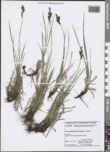 Carex rigidioides (Gorodkov) V.I.Krecz., Siberia, Central Siberia (S3) (Russia)