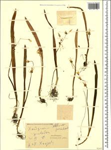 Allium paradoxum (M.Bieb.) G.Don, Caucasus, Azerbaijan (K6) (Azerbaijan)