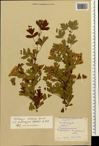 Crataegus pentagyna Waldst. & Kit. ex Willd., Caucasus, Georgia (K4) (Georgia)