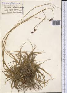 Carex atrofusca Schkuhr, Middle Asia, Pamir & Pamiro-Alai (M2) (Tajikistan)