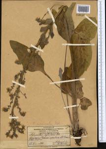 Solenanthus circinnatus Ledeb., Middle Asia, Pamir & Pamiro-Alai (M2) (Kyrgyzstan)