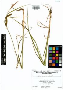 Carex vesicata Meinsh., Siberia, Baikal & Transbaikal region (S4) (Russia)