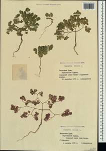 Euphorbia falcata L. , nom. cons., Crimea (KRYM) (Russia)