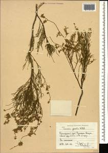 Tamarix gracilis Willd., Caucasus, Krasnodar Krai & Adygea (K1a) (Russia)