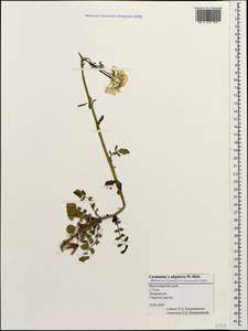 Cardamine uliginosa M.Bieb., Caucasus, Black Sea Shore (from Novorossiysk to Adler) (K3) (Russia)