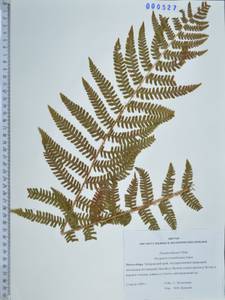 Dryopteris crassirhizoma Nakai, Siberia, Russian Far East (S6) (Russia)