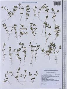 Euphorbia maculata L., Western Europe (EUR) (Italy)