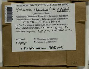 Grimmia alpestris (F. Weber & D. Mohr) Schleich., Bryophytes, Bryophytes - North Caucasus & Ciscaucasia (B12) (Russia)