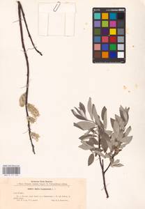 Salix lapponum L., Eastern Europe, North-Western region (E2) (Russia)