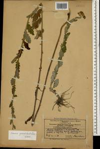 Jacobaea erucifolia subsp. grandidentata (Ledeb.) V. V. Fateryga & Fateryga, Caucasus, Azerbaijan (K6) (Azerbaijan)