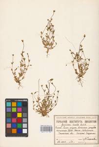 Comastoma tenellum, Siberia, Western Siberia (S1) (Russia)
