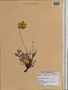 Papaver pulvinatum Tolm., Siberia, Central Siberia (S3) (Russia)