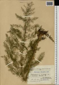 Asparagus tenuifolius Lam., Eastern Europe, Moldova (E13a) (Moldova)