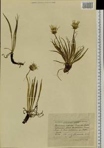 Scorzonera radiata Fisch. ex Colla, Siberia, Altai & Sayany Mountains (S2) (Russia)