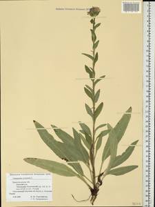 Campanula cervicaria L., Eastern Europe, Volga-Kama region (E7) (Russia)