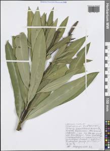 Nerium oleander L., Western Europe (EUR) (Greece)