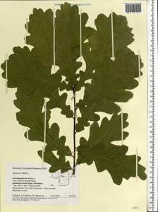 Quercus robur L., Eastern Europe, Central region (E4) (Russia)