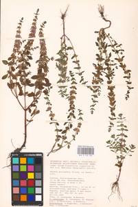 MHA 0 158 405, Mentha micrantha (Fisch. ex Benth.) Haw. ex Schult. & Schult.f., Eastern Europe, Lower Volga region (E9) (Russia)