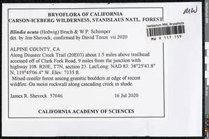 Blindia acuta (Hedw.) Bruch & Schimp., Bryophytes, Bryophytes - America (BAm) (United States)