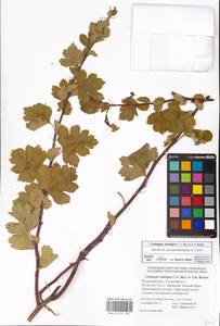 Crataegus ambigua C. A. Mey. ex A. K. Becker, Eastern Europe, Rostov Oblast (E12a) (Russia)