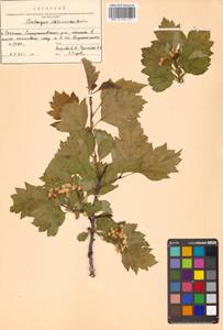 Crataegus chlorosarca Maxim., Siberia, Russian Far East (S6) (Russia)