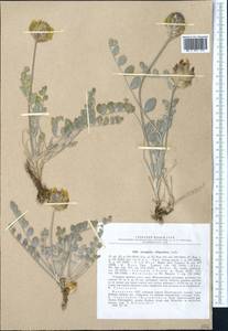 Astragalus ellipsoideus Ledeb., Middle Asia, Dzungarian Alatau & Tarbagatai (M5) (Kazakhstan)