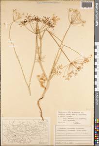 Elwendia persica (Boiss.) Pimenov & Kljuykov, Middle Asia, Pamir & Pamiro-Alai (M2) (Tajikistan)