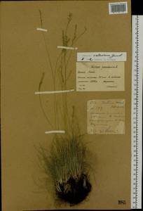 Festuca valesiaca Schleich. ex Gaudin, Siberia, Western (Kazakhstan) Altai Mountains (S2a) (Kazakhstan)