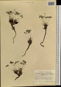 Paraquilegia microphylla (Royle) J. Drumm. & Hutch., Siberia, Altai & Sayany Mountains (S2) (Russia)