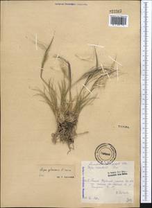 Stipa glareosa P.A.Smirn., Middle Asia, Pamir & Pamiro-Alai (M2) (Tajikistan)