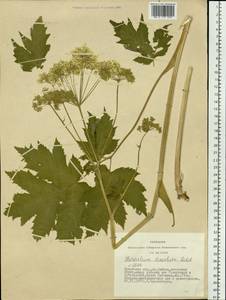 Heracleum dissectum Ledeb., Siberia, Baikal & Transbaikal region (S4) (Russia)