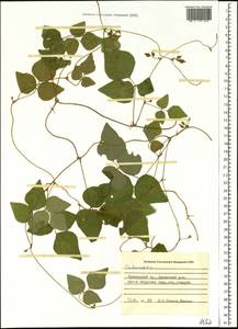 Codonopsis, Siberia, Russian Far East (S6) (Russia)